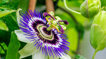 How Passion Flower Reduces Anxiety, Stress, and Insomnia