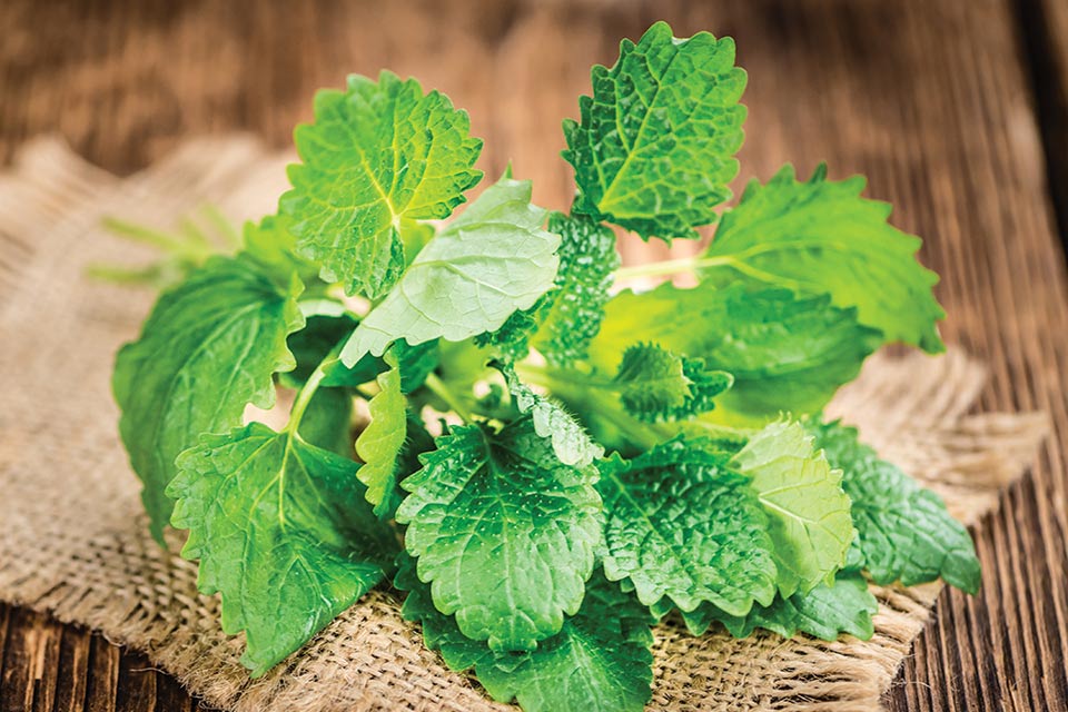 Lemon Balm for Anxiety, Stress, Sleep, and Depression: Does it work?