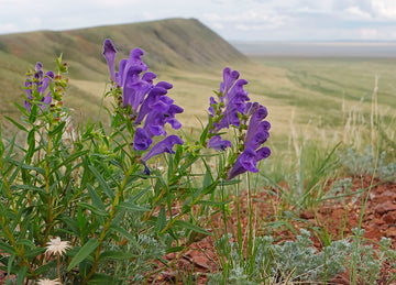 Skullcap for anxiety and stress: Does it work?